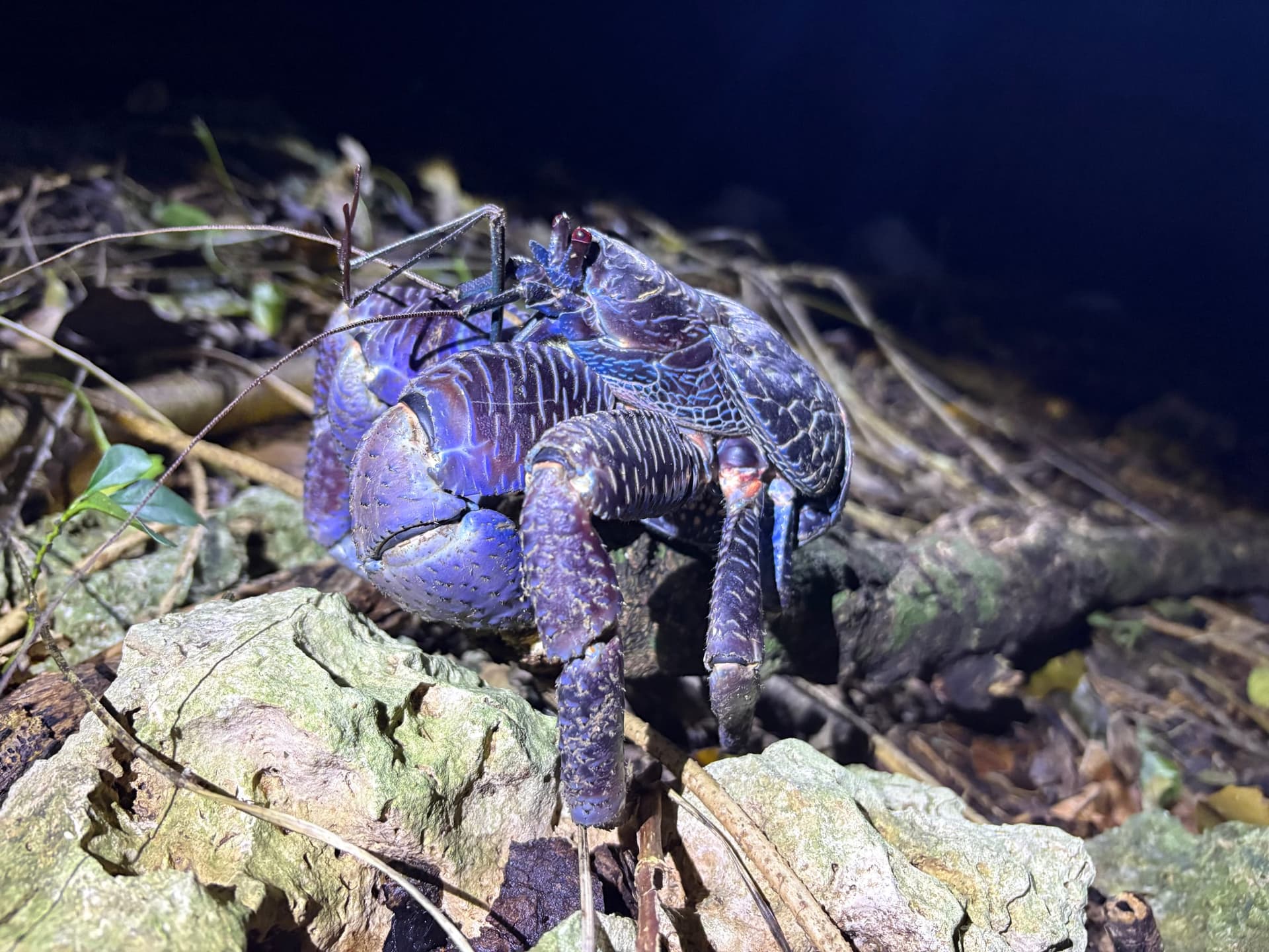ナイトツアーで見つけた巨大ヤシガニ