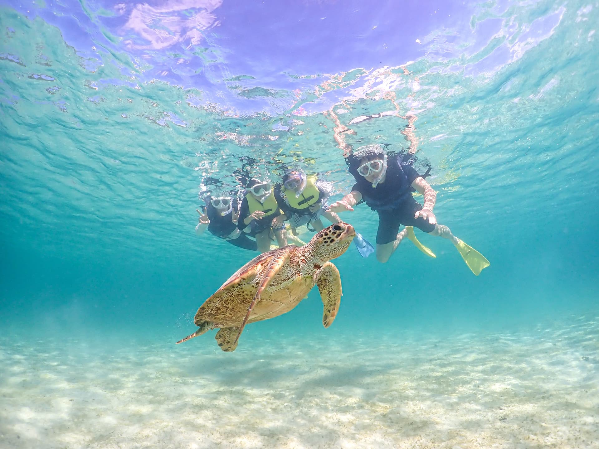 ウミガメシュノーケル