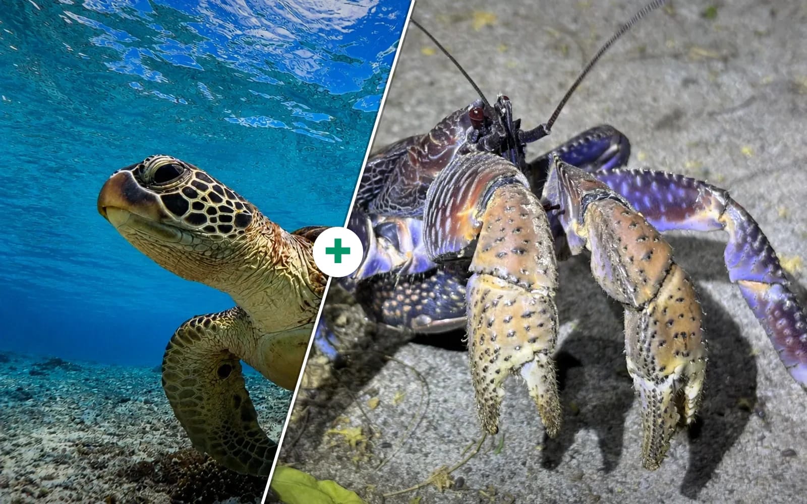 宮古島の昼ウミガメシュノーケルと夜ナイトツアーをセットにした複合プラン