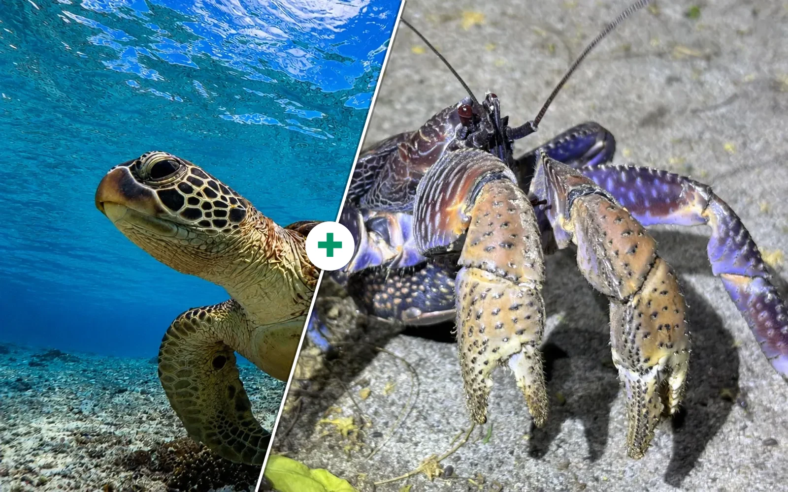 ウミガメシュノーケル&ヤシガニ探検 昼夜セット