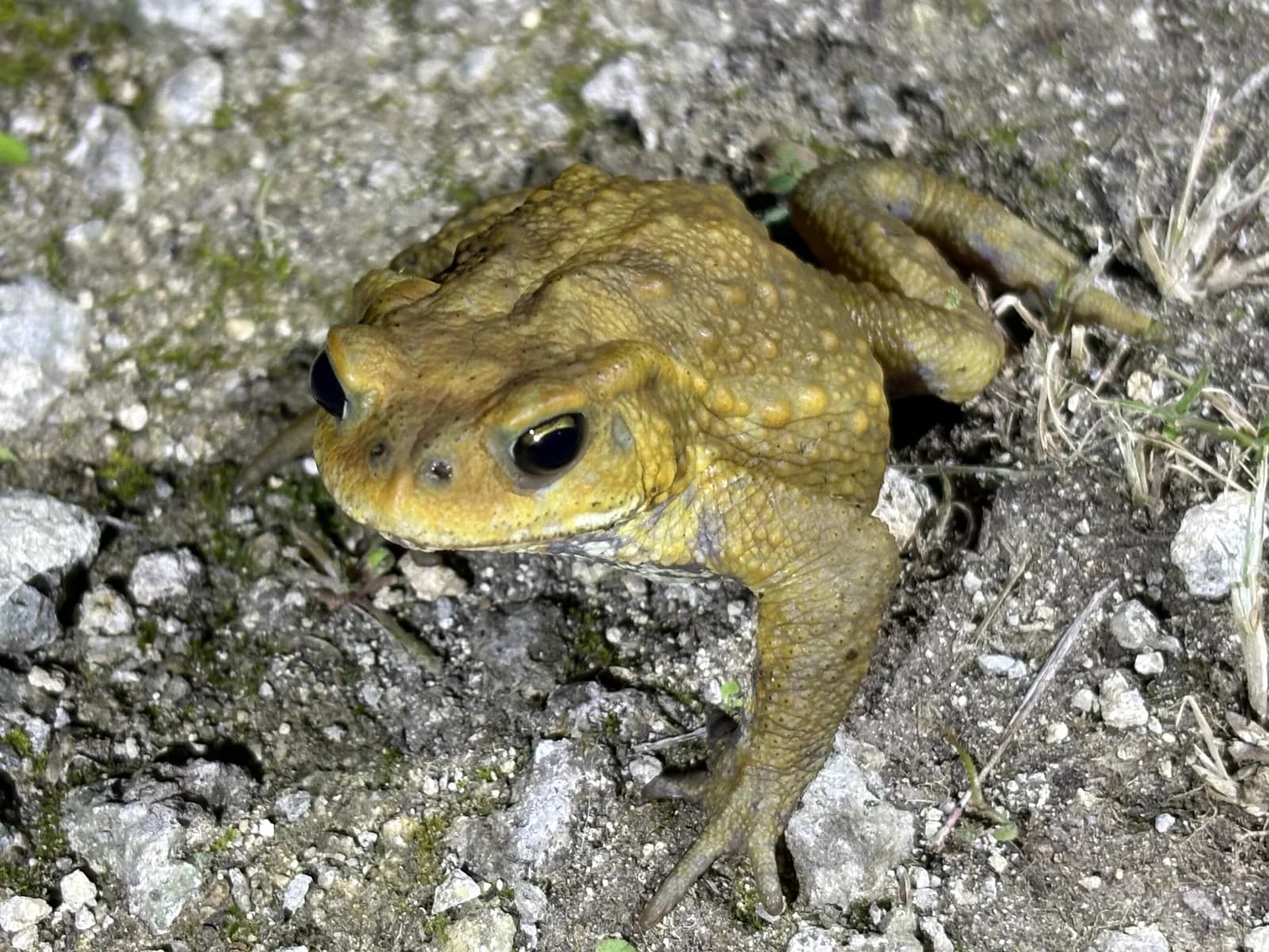 夜の地面に姿を見せたカエル