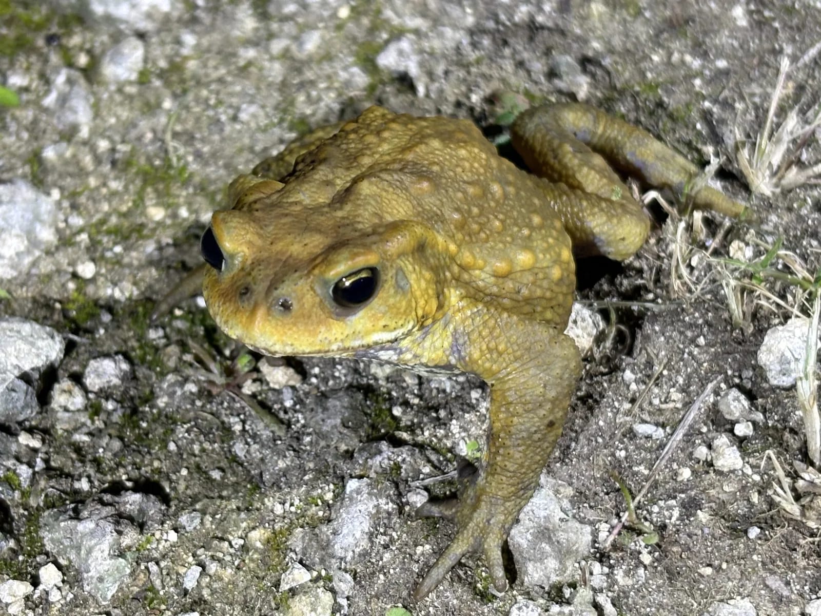 宮古島ナイトツアーで出会う夜行性のカエルなどの生き物