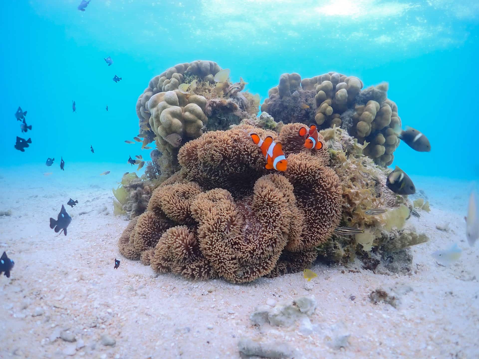 カラフルなサンゴ礁とクマノミ