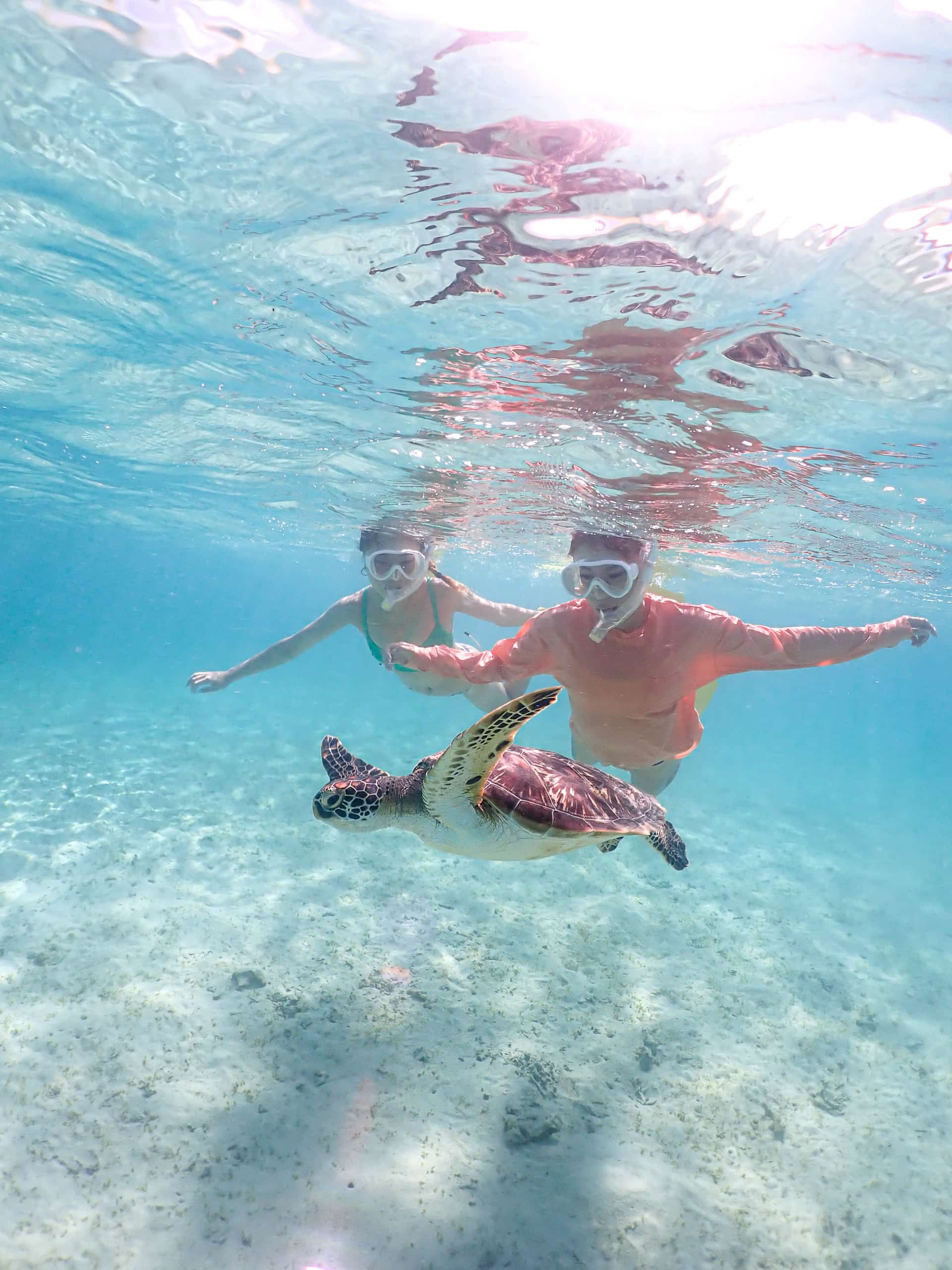 カップルで海亀体験