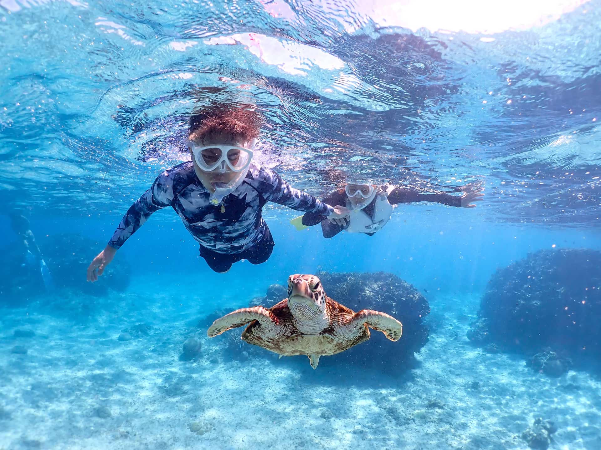 海亀と一緒にシュノーケリング