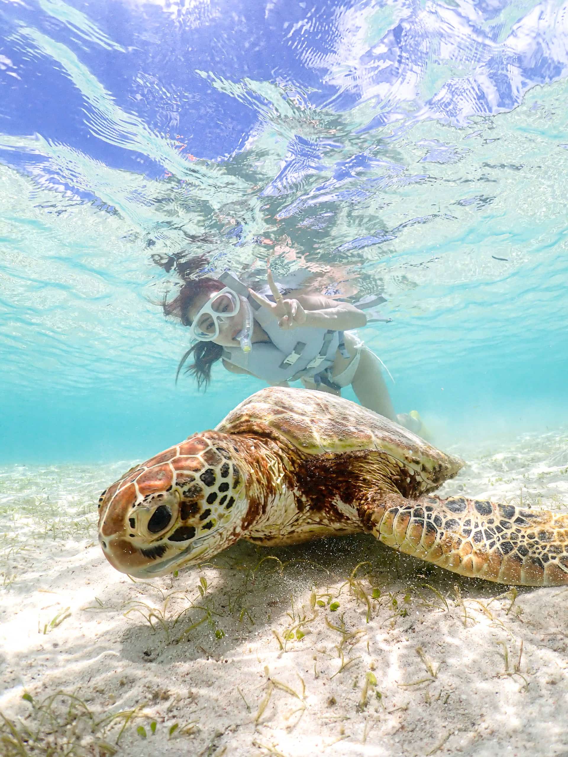 海亀との至近距離体験