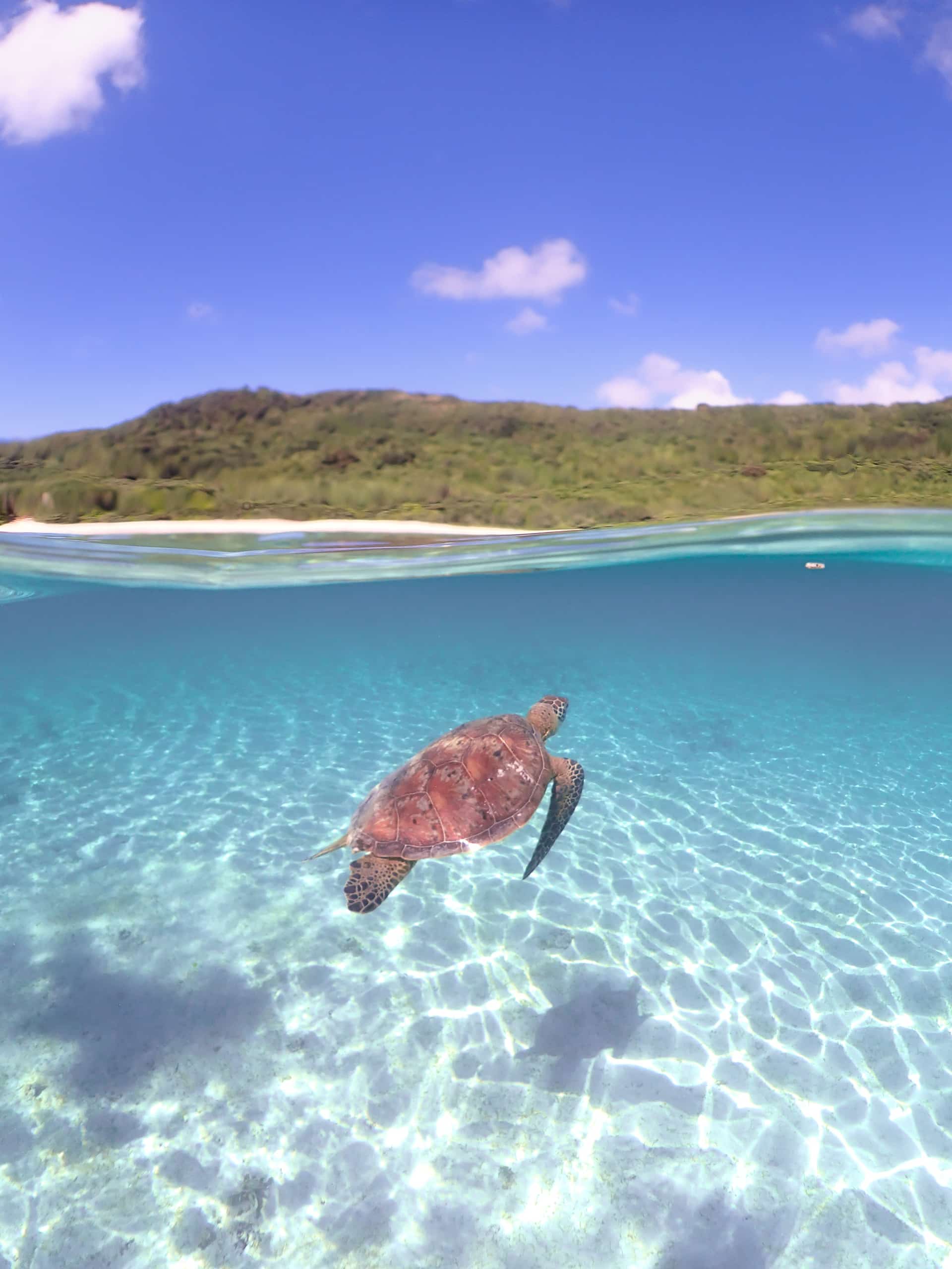 宮古島の海中世界